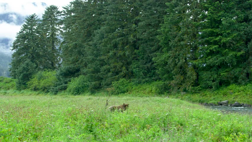 Mother brown bear and two cubs foraging and playing in the meadow by the lake. Life in the Wild: Alaskan Brown Bears in Summer Grasslands and Streams.. USA., 2017