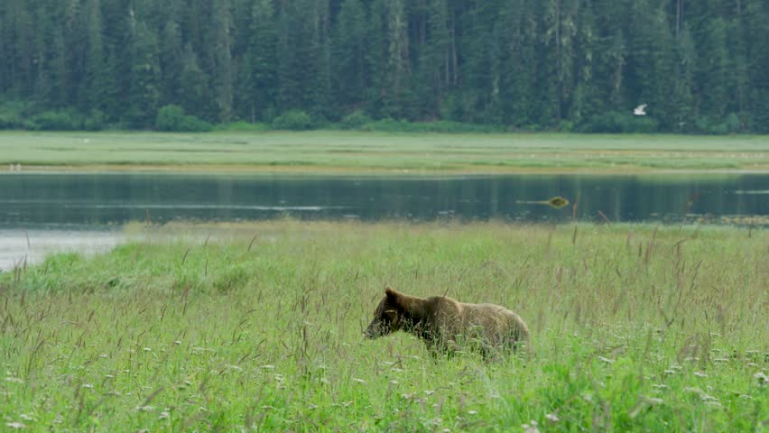 Mother brown bear and two cubs foraging and playing in the meadow by the lake. Life in the Wild: Alaskan Brown Bears in Summer Grasslands and Streams.. USA., 2017