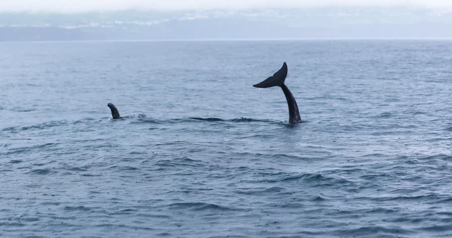 Fluke Of Dolphins Swimming In The Ocean On A Rainy Day Seen From The Boat. - POV
