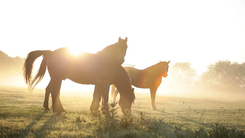 Horses graze at dawn against the backdrop of the rising sun. Morning in the pasture. Village horses on the field. Royalty-Free Stock Footage #1101393145