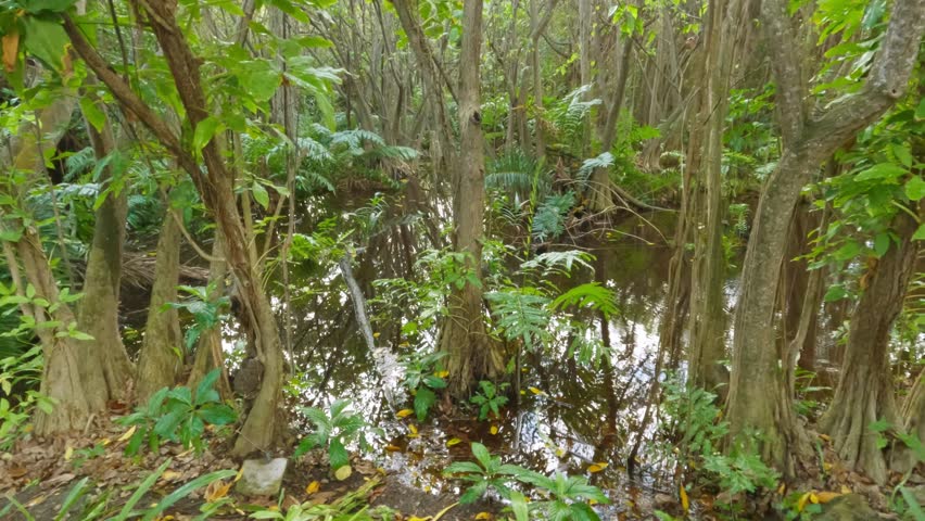Slider dolly move along a mangrove forest.