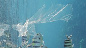 Vertical video, Slow motion, Shoal of Sergeant fish swims around plastic bag. Transparent plastic bag floating in blue water, school of Indo-Pacific sergeant (Abudefduf vaigiensis) floats nearby