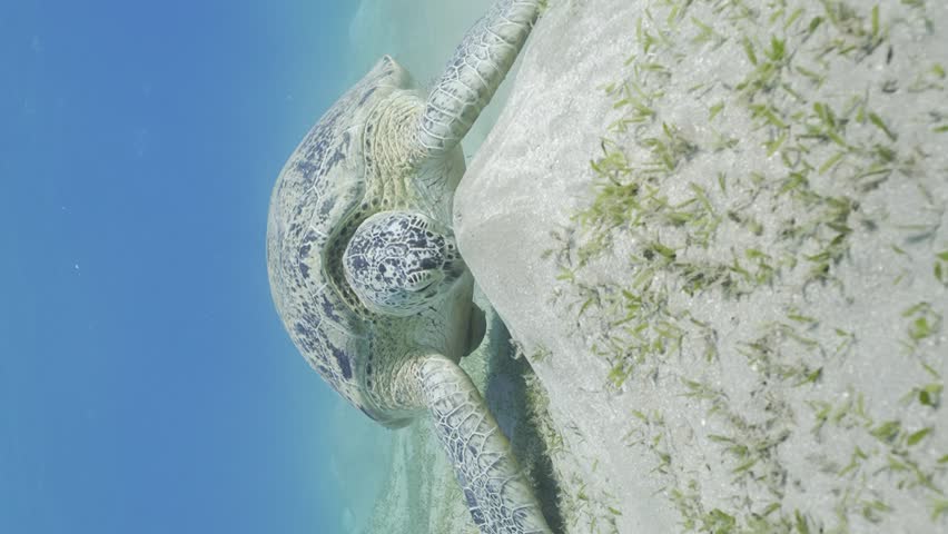 Slow motion, Large elderly Sea Turtle eats green algae on sebed. Close up of Great Green Sea Turtle (Chelonia mydas) feeding on Smooth ribbon seagrass (Cymodocea rotundata) on seagrass bed