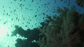 Vertical video, Silhouettes of tropical fish swims above coral reef in the morning sunbeams, Slow motion, Bucklighting (Contre-jour). Close-up of life on tropical coral reef under sunbeams at dawn