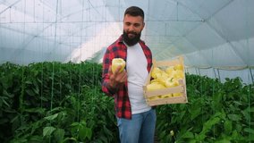 Organic greenhouse business. Farmer is standing with bucket of freshly picked yellow pepper in his greenhouse. Slow motion video.