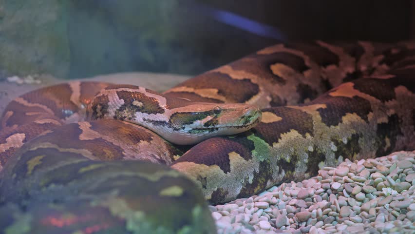 Image of a python in a zoo.