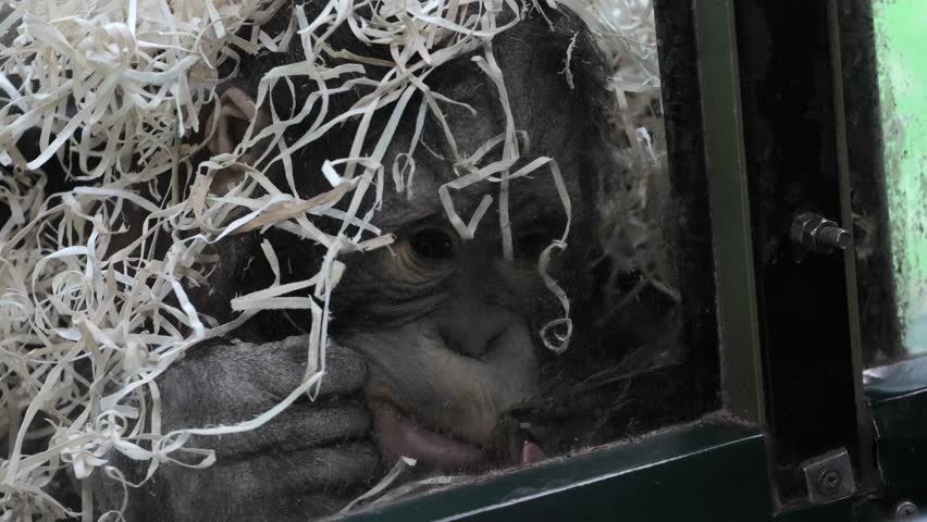 An image of an orangutan behind glass in a zoo.