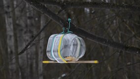 Wild Sitta europaea europaea (Eurasian nuthatch or wood nuthatch) bird eats seeds from bird feeder made from plastic bottle. Soft focus. Real time video. Recycled materials theme.