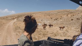 girl rides a pickup jeep and takes pictures of a herd of horses on her phone. travel by car in the desert.