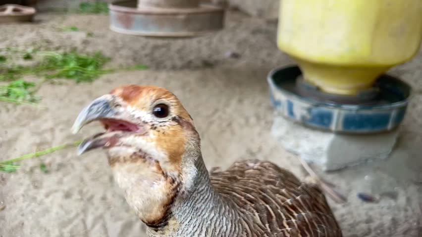 The pheasant is looking at me with its lovely eyes and shouting with its voice 