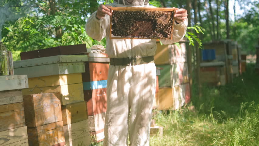Beekeeper is examining his beehives in forest. Beekeeping professional occupation.