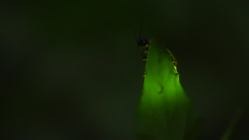 Fireflies sticking to leaves and glowing desperately.