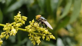 Video showing a hover fly sucking nectar from tiny flowers making random movements on a hazy day against natural background 