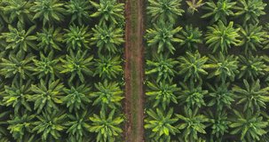 The drone is flying Top-view over Palm oil park eco energy power industrial, 4K DCI Aerial view Cinematic scene Palm oil park industrial, High quality footage 4K ProRes 422