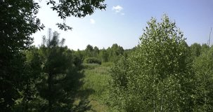 4K bright summer day high quality video of lush bright green countryside forest and fields in rural village outskirts