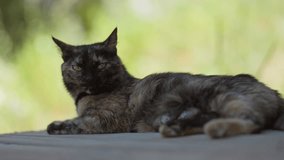 the cat sleeps on the wooden floor happy family. black cat sleeps outdoors in the rays of sunlight cute video. cat lifestyle pet family member