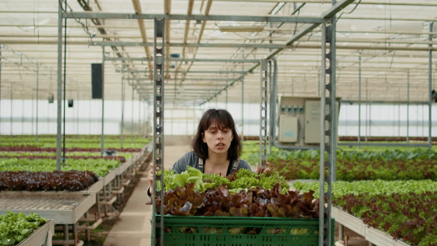Tired greenhouse worker pushing rack of crates with fresh organic lettuce for delivery to local food market. Woman farm worker moving begetables grown in hydroponic enviroment with no pesticides. | Shutterstock HD Video #1101410499