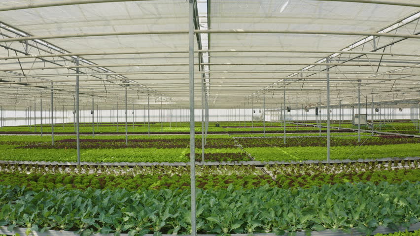 Bio vegetables and organic crops growing in greenhouse with transparent film and ventilated hydroponic enviroment with drip irrigation. Rows of different types of lettuce grown. Aerial drone shot | Shutterstock HD Video #1101410501