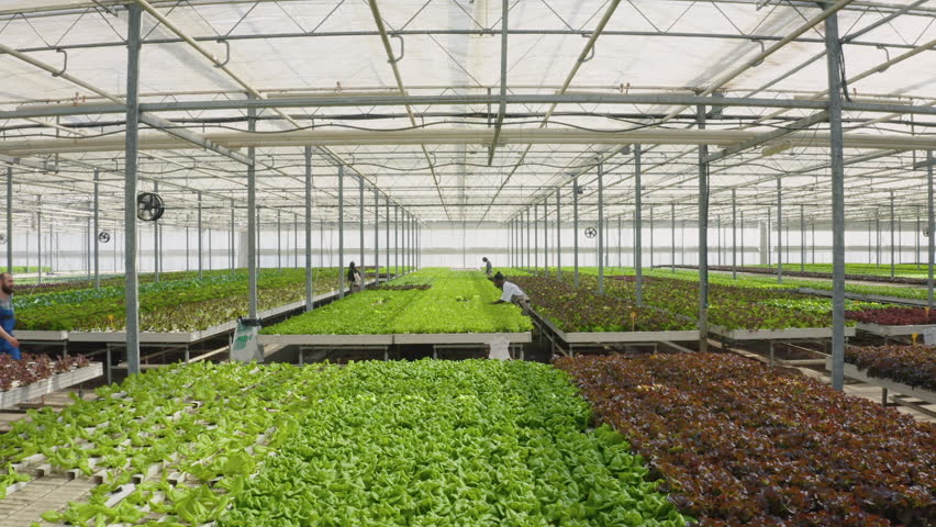 Agricultural workers growing organic food in hydroponic enviroment pushing crates with healthy lettuce and microgreens. Diverse people working in greenhouse gathering green bio vegetables. Aerial | Shutterstock HD Video #1101410505