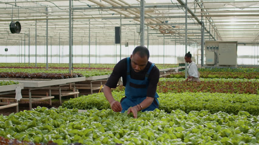 African american lettuce picker doing quality control for green plants in greenhouse inspecting seedlings. Farm worker in hydroponic enviroment doing damage control in bio farm with organic crops. | Shutterstock HD Video #1101410511