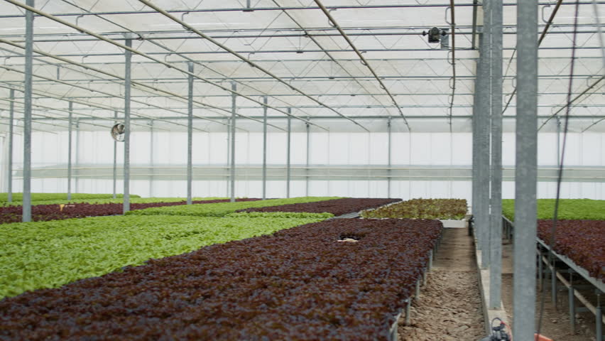 Empty hydroponic enviroment with organic food being grown with no pesticides for delivery to vegan restaurants or local market. No people in greenhouse with hydroponic system growing bio lettuce. | Shutterstock HD Video #1101410513