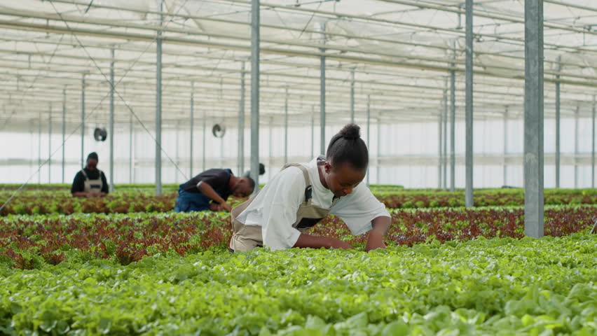African american woman working in hothouse doing inspection looking for unhealthy seedlings before harvesting crops. Organic farm worker in greenhouse taking care of lettuce plants for best quality. | Shutterstock HD Video #1101410515