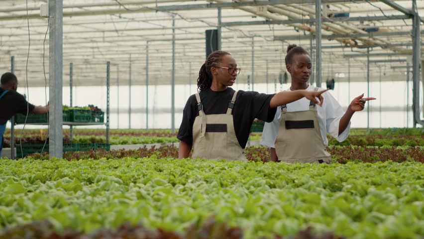 Two greenhouse workers standing between rows of lettuce crops talking and inspecting plants for damage in hydroponic enviroment. African american women working in organic farm doing quality control. | Shutterstock HD Video #1101410521