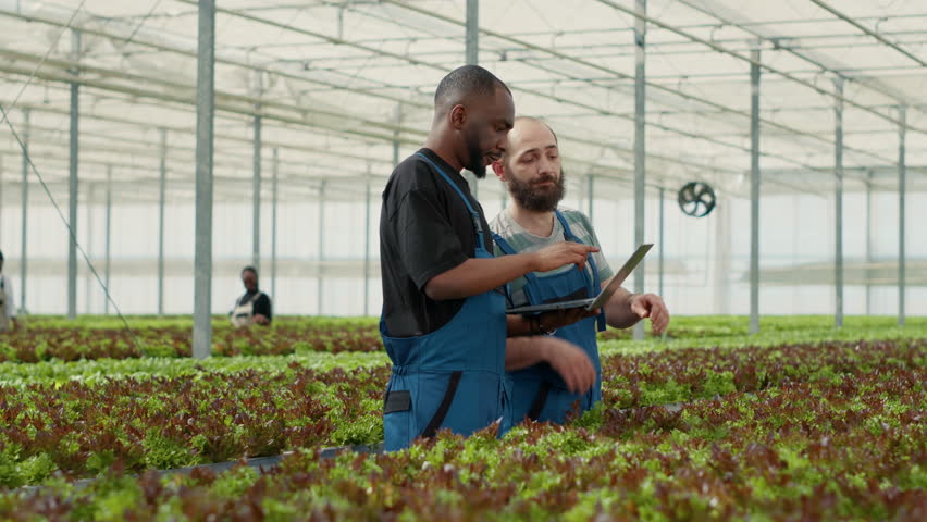African american farmer holding laptop talking with experienced caucasian worker learning about organic lettuce crop in greenhouse. Organic farm workers using portable computer to see online orders. | Shutterstock HD Video #1101410523