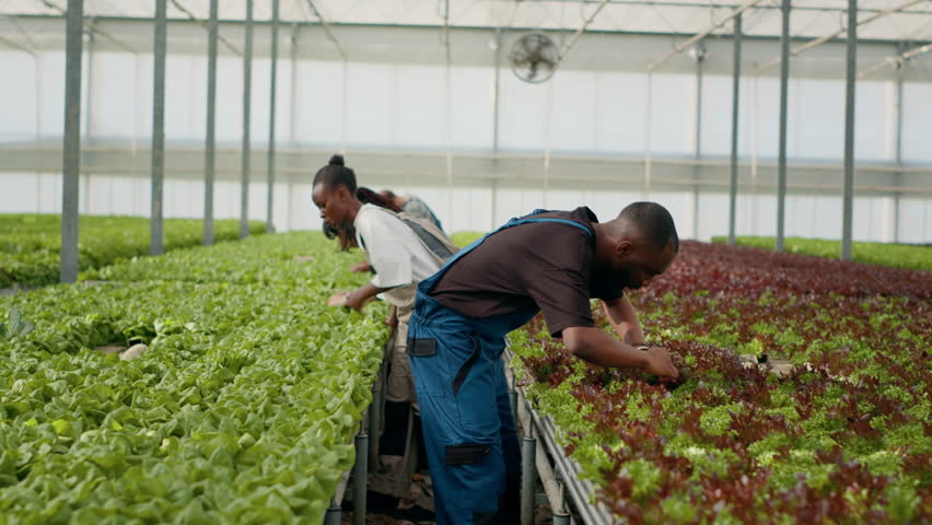 Organic greenhouse farm employees growing bio food with no pesticides inspecting leaves doing quality inspection in hydroponic enviroment. Diverse people working in hothouse gathering lettuce. | Shutterstock HD Video #1101410527