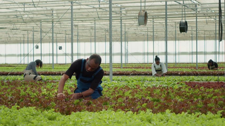 African american organic farmer cultivating different types of lettuce inspecting plants doing quality control before harvesting. Diverse workers in hydroponic enviroment gathering vegetables crops. | Shutterstock HD Video #1101410537