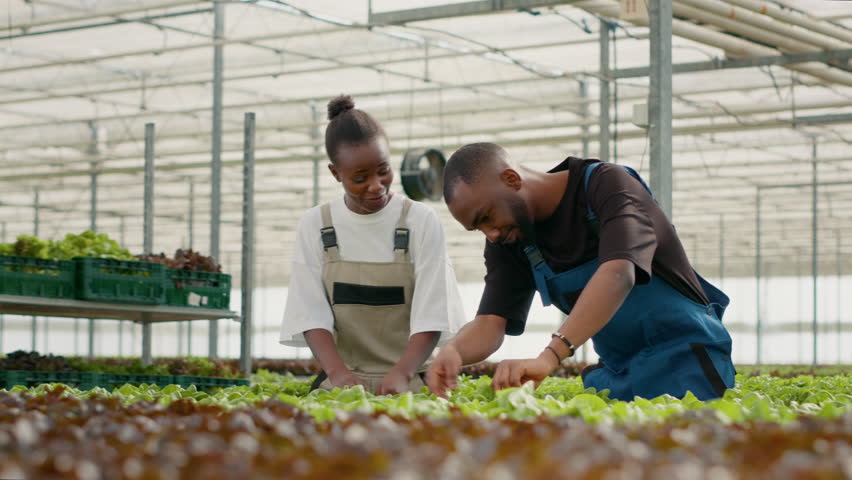 Two african american greenhouse pickers gathering bio lettuce and talking about crop quality in hydroponic enviroment. Man and woman working in agriculture industry harvesting organic vegetables. | Shutterstock HD Video #1101410539
