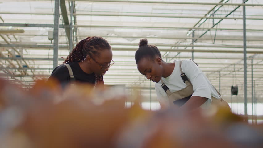 Two african american women talking while doing quality control for bio green lettuce looking for pests in greenhouse. Farm workers cultivating salad and vegetables in hydroponic enviroment.