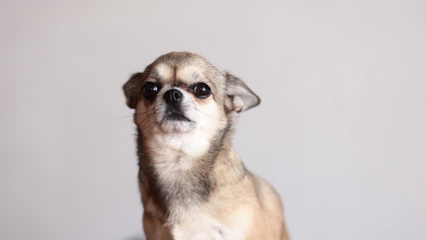 Portrait of a small chihuahua dog looking into the camera on a light background | Shutterstock HD Video #1101410947