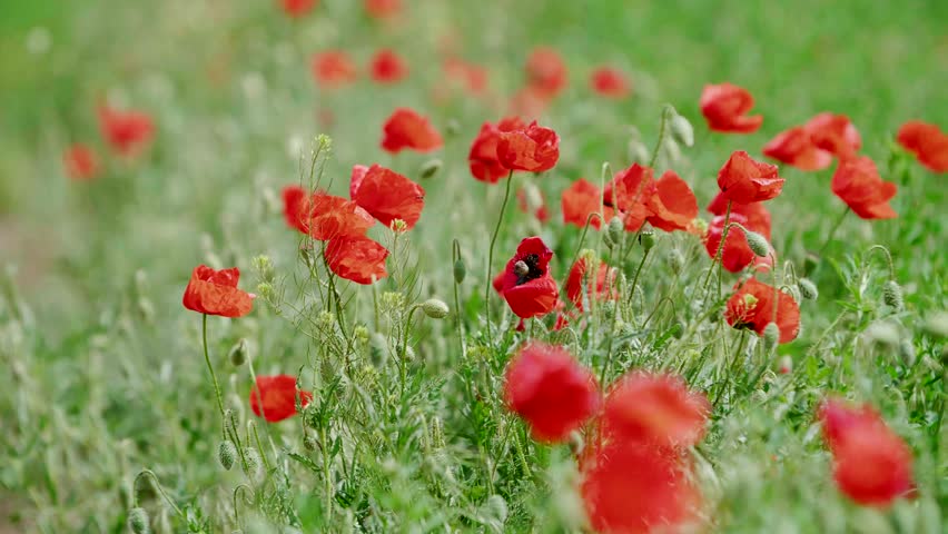 Poppy flowers in grass field, grass landscape establishing shot