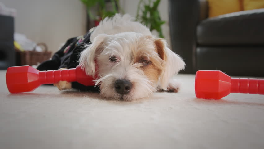 A tired jack russell terrier lies on the floor after a workout, dumbbells near him. Looking in camera. Close up shot