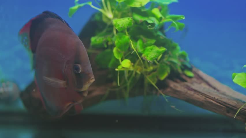Beautiful view of Red Cover Discus fish swimming in aquarium. Sweden. | Shutterstock HD Video #1101418709