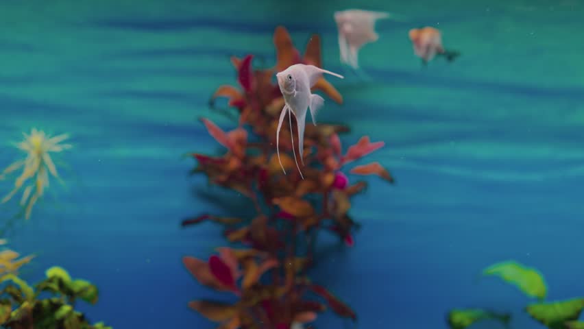 Beautiful view of home freshwater aquarium with angelfish. | Shutterstock HD Video #1101418729