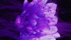 Vertical video. Flower smoke. Paint water. Fantasy nature. Purple color ink fluid splash floating motion on pink daisy petals on dark black abstract background.