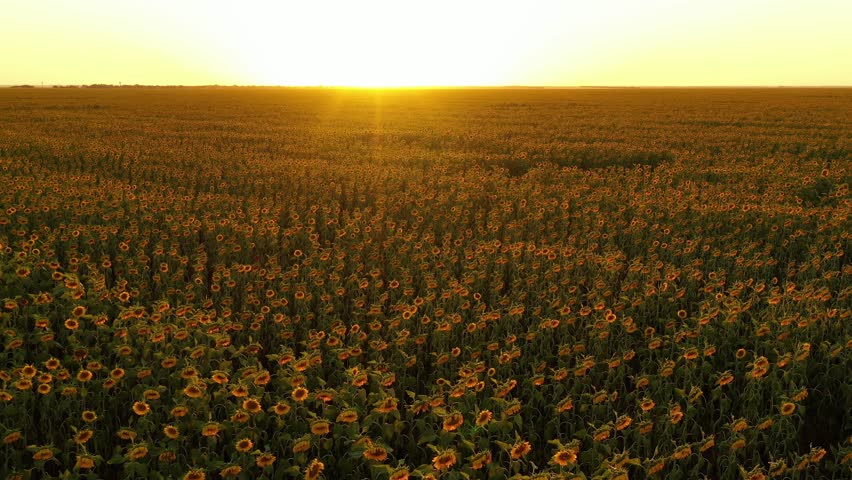 Beautiful aerial view of flowering organic sunflowers field while sunset. Drone flying over agriculture field with blooming sunflowers and sunlight. Summer landscape with big yellow farm field. Royalty-Free Stock Footage #1101424257