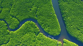 Mangrove forests with rivers are vital ecosystems. Drones can help monitor these forests which produce oxygen, sequester CO2, and support biodiversity. Thailand. nature and ecosystem concept. Drone

