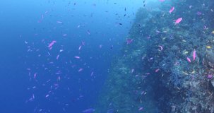 tropical pink and colorful fish underwater around corals in blue water