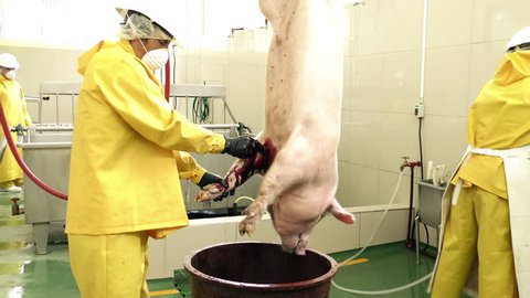 Very Explicit Scene Of Professional Butcher In Slaughterhouse Bleeding A Stunned Unconscious Pig In A Storage Tray Blood Being Further Processed In Food Industry For Various Specialties