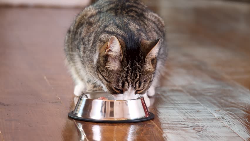 Close up Taby Cat Eating Fresh Canned Cat Food from Silver Bowl. Home Pet Feeding. Pet care. Royalty-Free Stock Footage #1101435715
