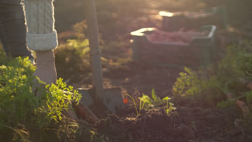 This 4K high-quality footage captures senior lady's hand harvesting fresh carrots from garden during sunset. Closeup video showcases sustainable agriculture and the benefits of healthy, homegrown food Royalty-Free Stock Footage #1101436233
