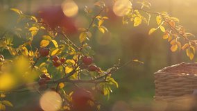 Bask in the warmth of the sunlit garden as an elderly woman carefully harvests rose hips for her homegrown remedies. Shot in 4K high quality, this video emphasizes the beauty of nature's bounty