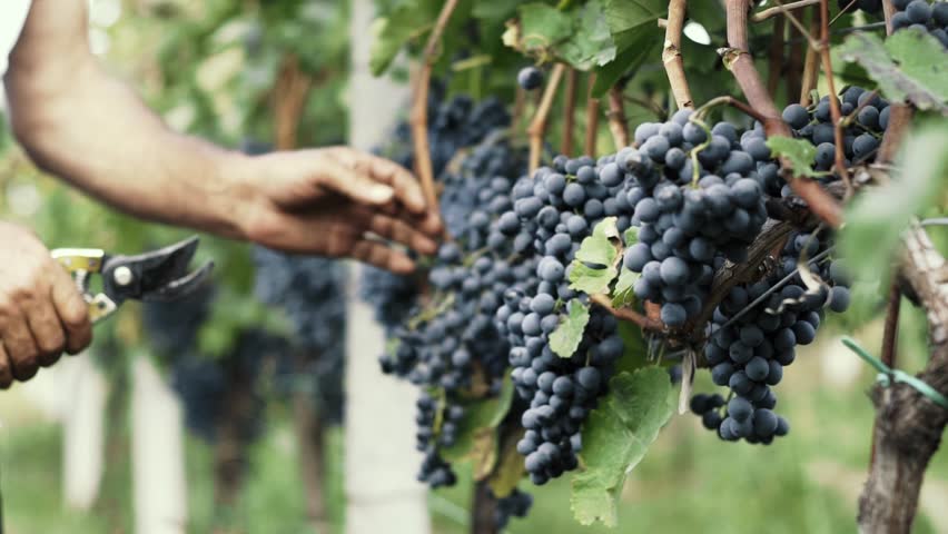 Cutting a bunch of ripe grapes. Harvest and viticulture concept. Grapes harvesting. Close-up of ripe grapes on a vine for the preparation of red wine. Royalty-Free Stock Footage #1101436277