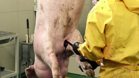 Pig Sticking And Bleeding Process Inside Of Slaughterhouse
