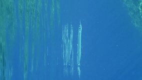 Vertical video, Sea pike swims under surface on sunny day in sun rays, Slow motion. Needlefish or Garfish swim underwater of reflecting off surface of blue water in bright sunbeams
