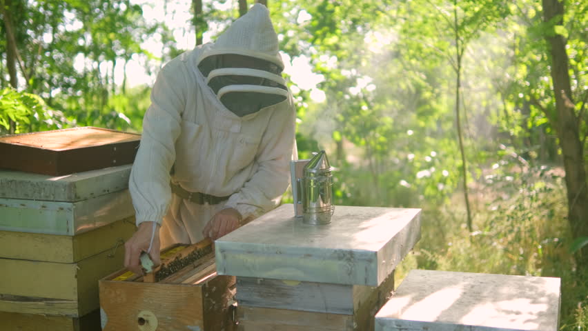 Beekeeper is examining his beehives in forest. Beekeeping professional occupation.