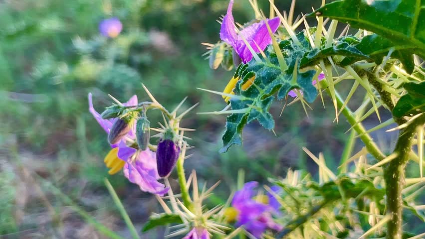 Thorny flowers of purple and yellow color have grown in the forest close up video stock